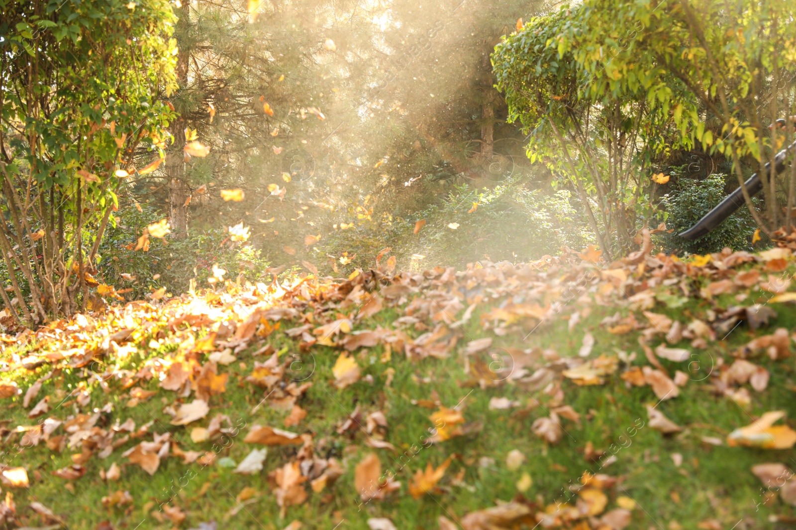 Photo of Removing autumn leaves with blower from lawn in park