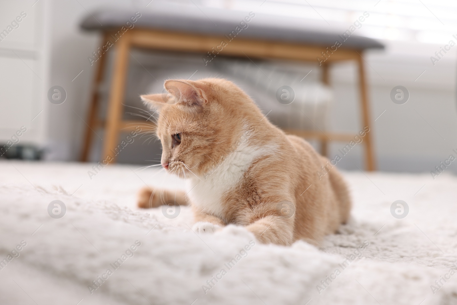 Photo of Cute ginger cat lying on floor at home