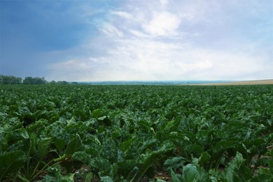 Photo of Beautiful view of beet plants growing in field