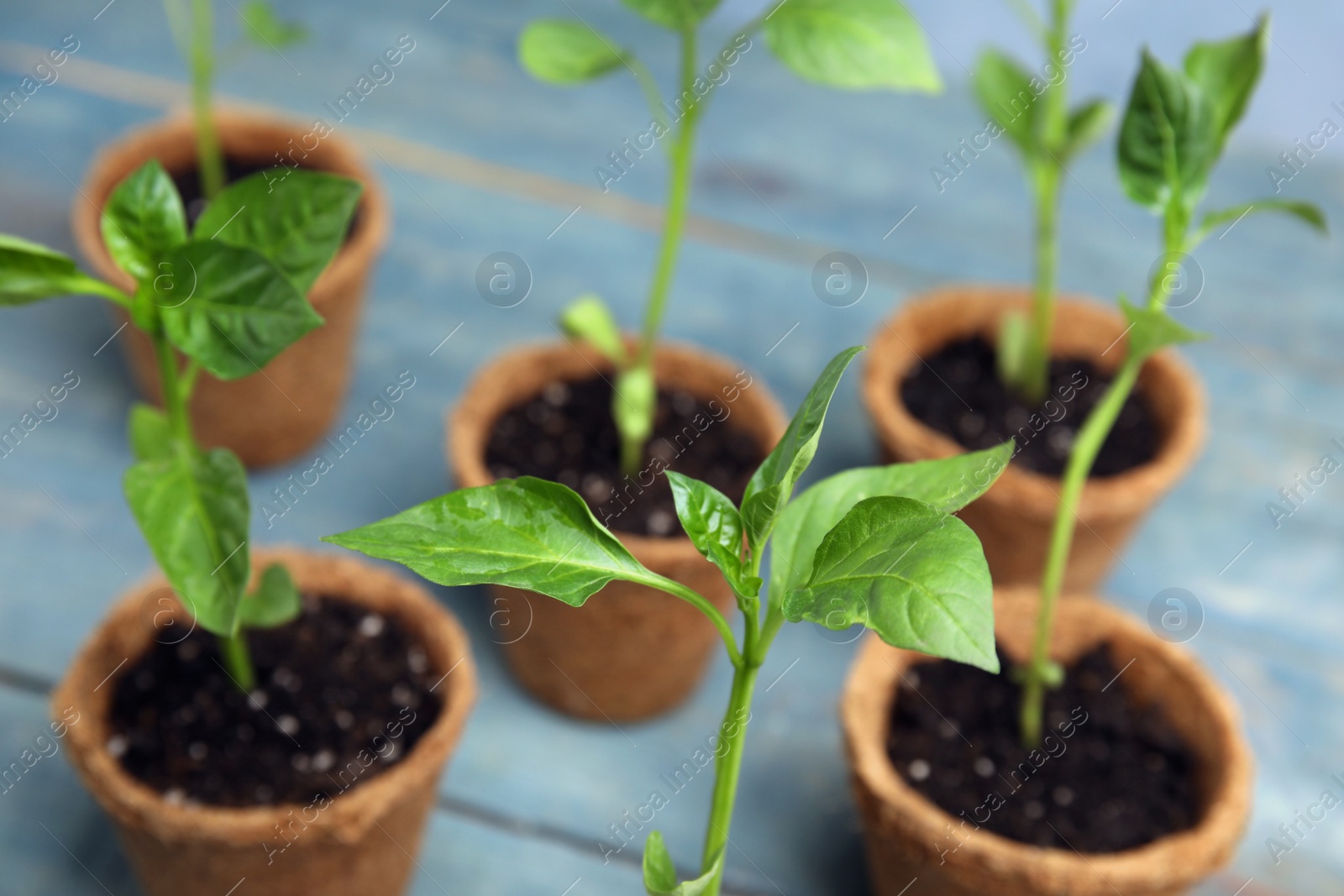 Photo of Vegetable seedlings in peat pots on blue wooden table