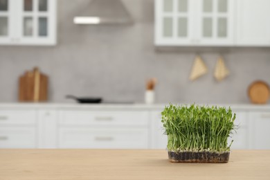 Beautiful potted microgreen on table in kitchen, space for text