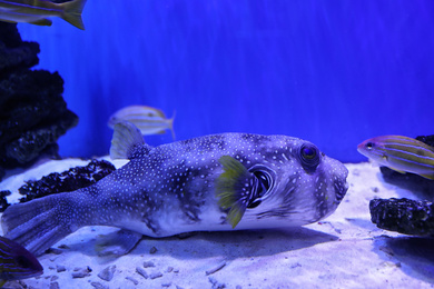 Photo of Beautiful pufferfish in clear toned blue aquarium