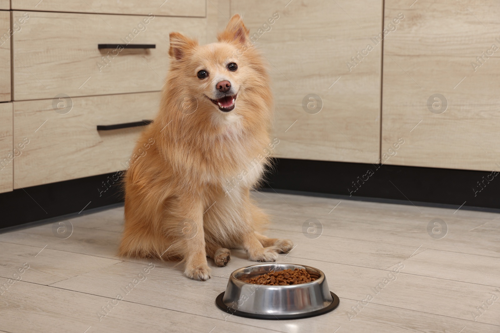 Photo of Cute Pomeranian spitz dog near feeding bowl with food on floor indoors