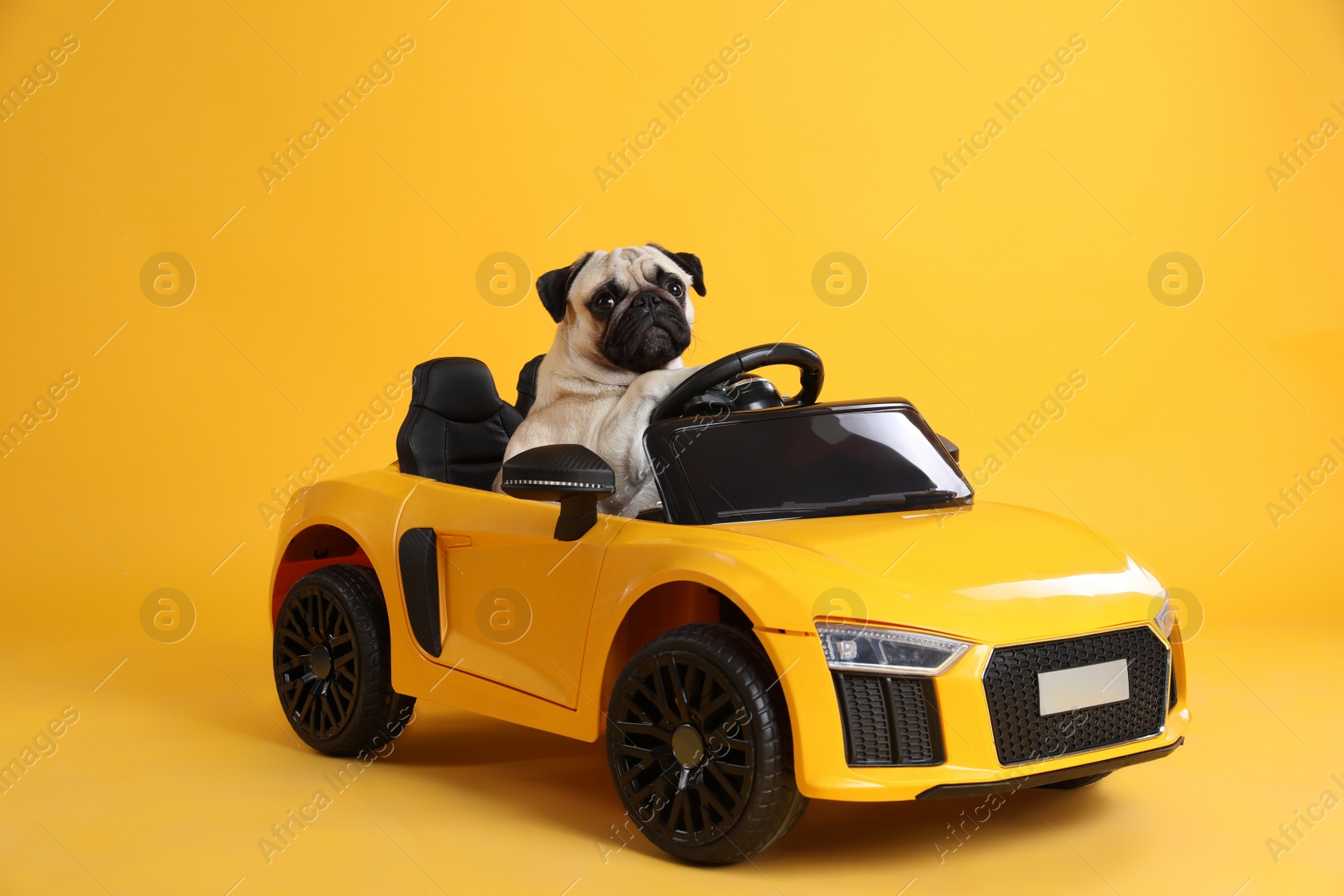 Photo of Adorable pug dog in toy car on yellow background