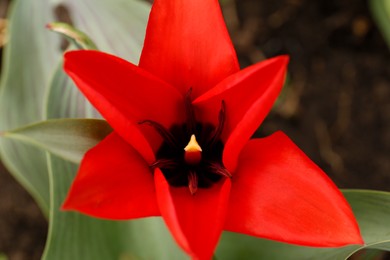 Photo of Beautiful red tulip growing in garden, top view. Spring flower