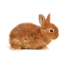 Image of Adorable fluffy Easter bunny on white background