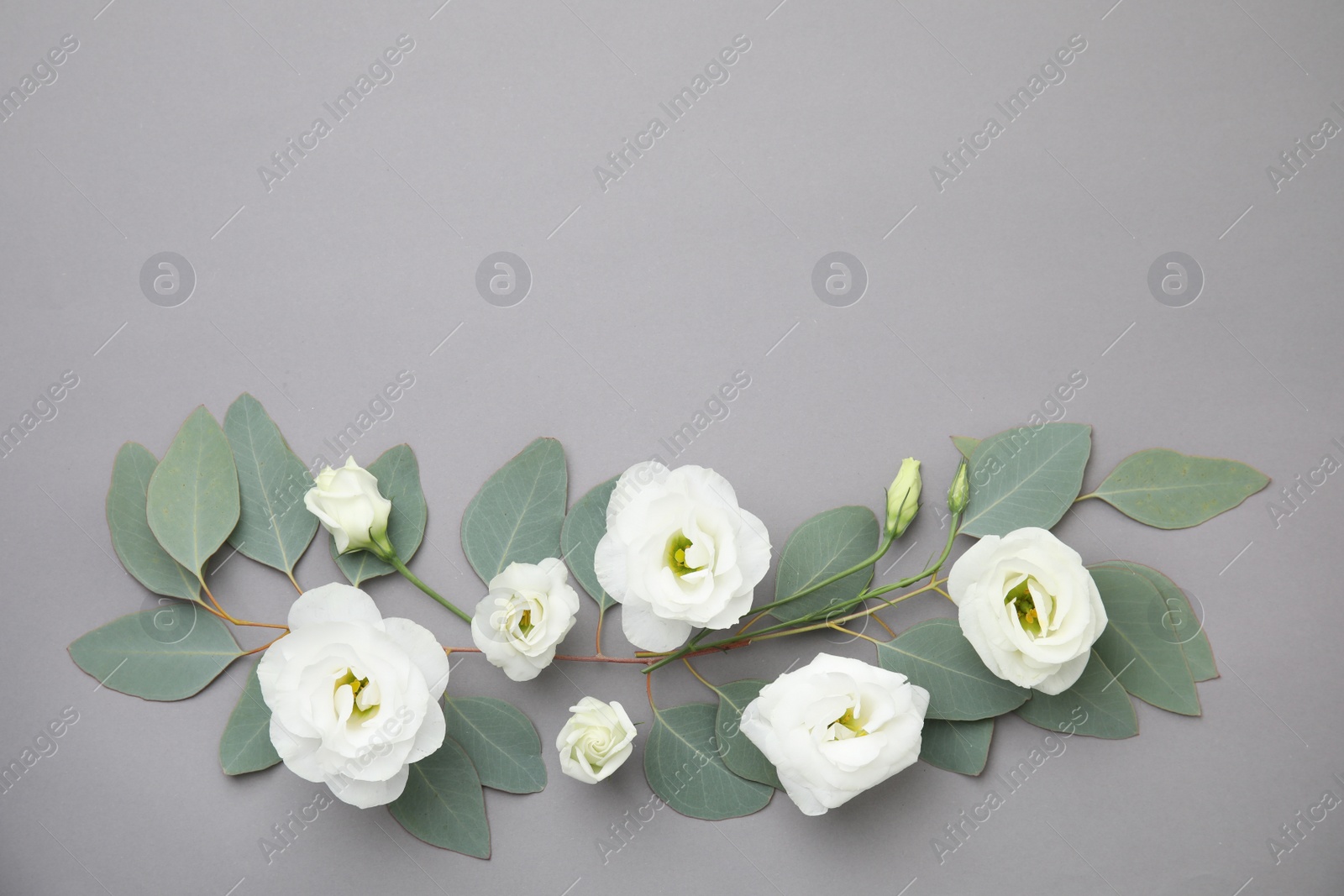 Photo of Eucalyptus branches with fresh green leaves and flowers on gray background. Flat lay composition with space for design