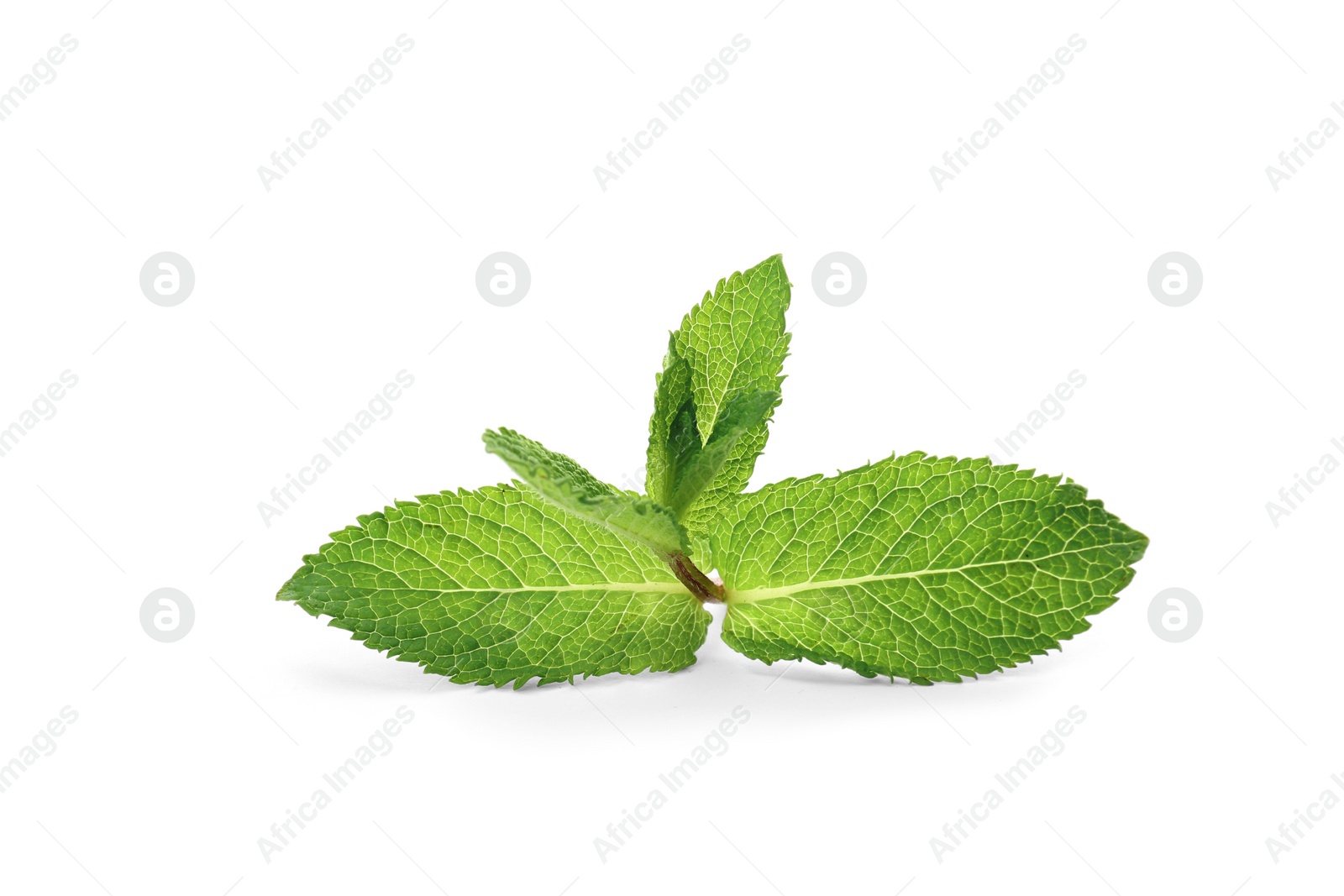 Photo of Fresh green mint leaves on white background