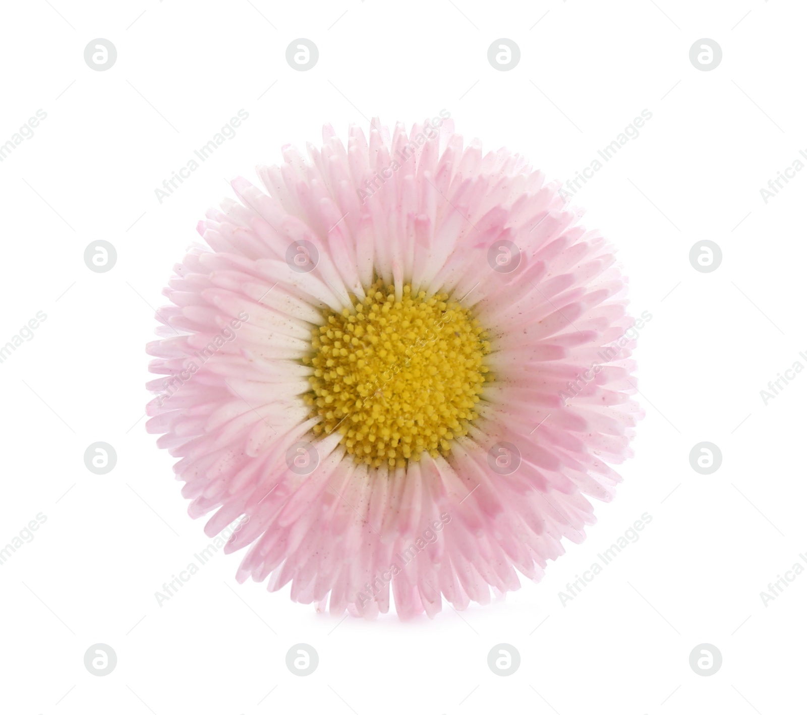 Photo of Beautiful blooming daisy on white background. Spring flower