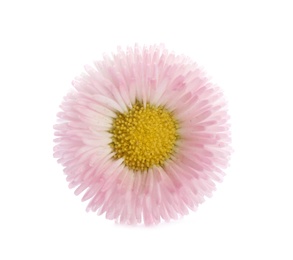 Beautiful blooming daisy on white background. Spring flower