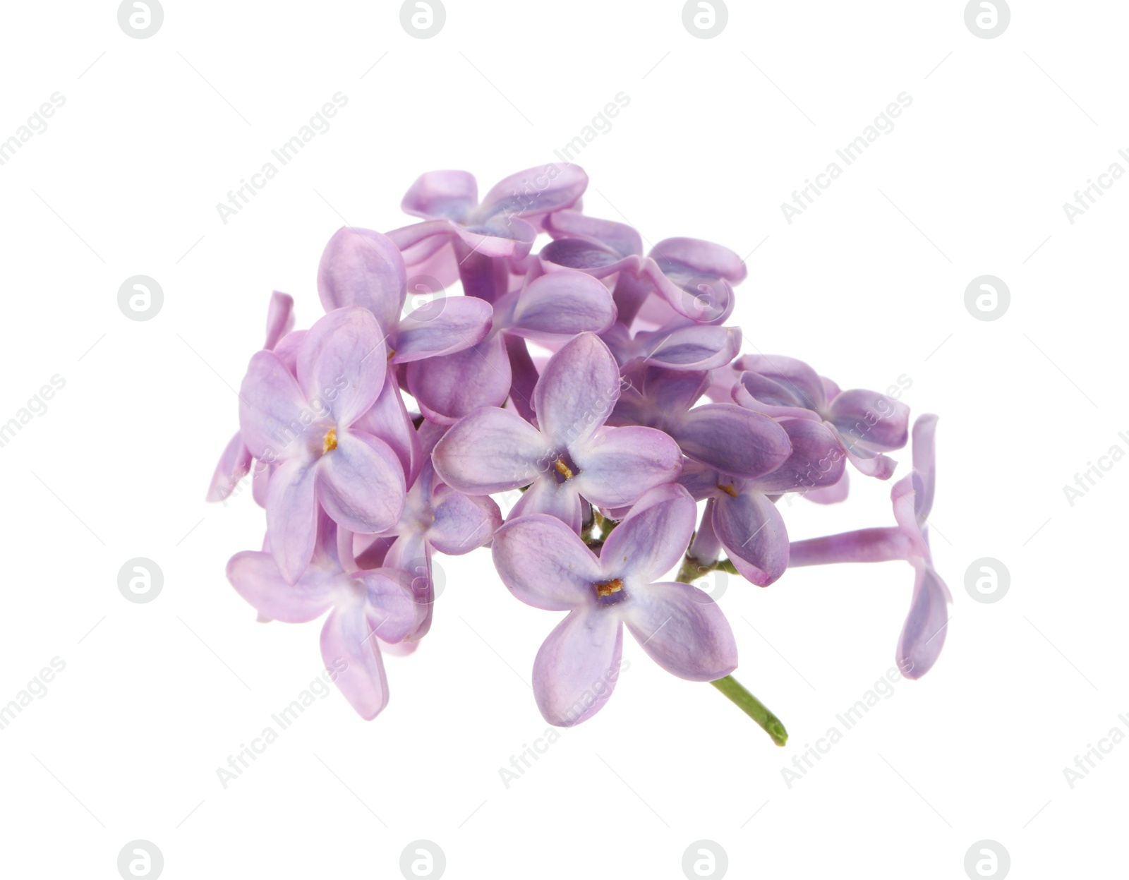 Photo of Beautiful violet lilac blossom isolated on white