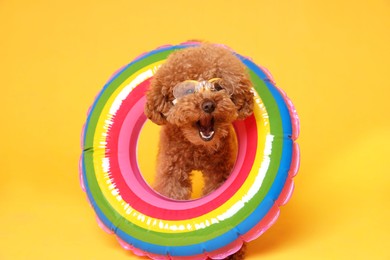 Photo of Cute Maltipoo dog with inflatable ring and swimming goggles on orange background