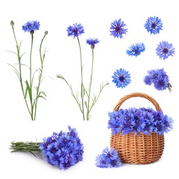 Set with beautiful blue cornflowers on white background 