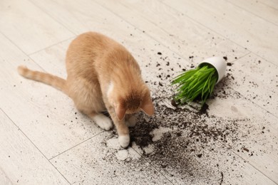 Cute cat near overturned houseplant on floor at home