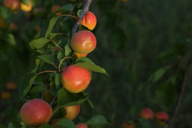 Tree branch with delicious ripe apricots outdoors, closeup view. Space for text
