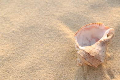 Photo of Sunlit sandy beach with beautiful seashell on summer day. Space for text
