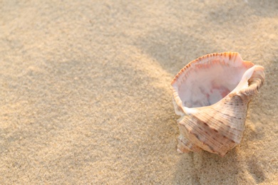 Sunlit sandy beach with beautiful seashell on summer day. Space for text