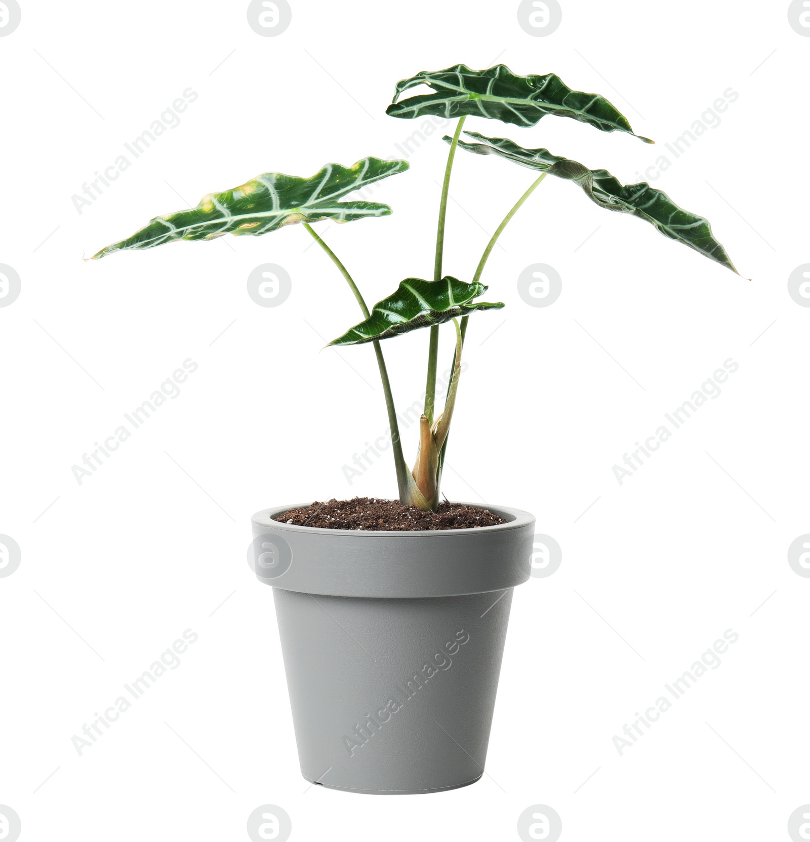 Photo of Pot with Alocasia home plant on white background