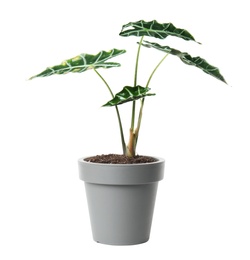 Photo of Pot with Alocasia home plant on white background