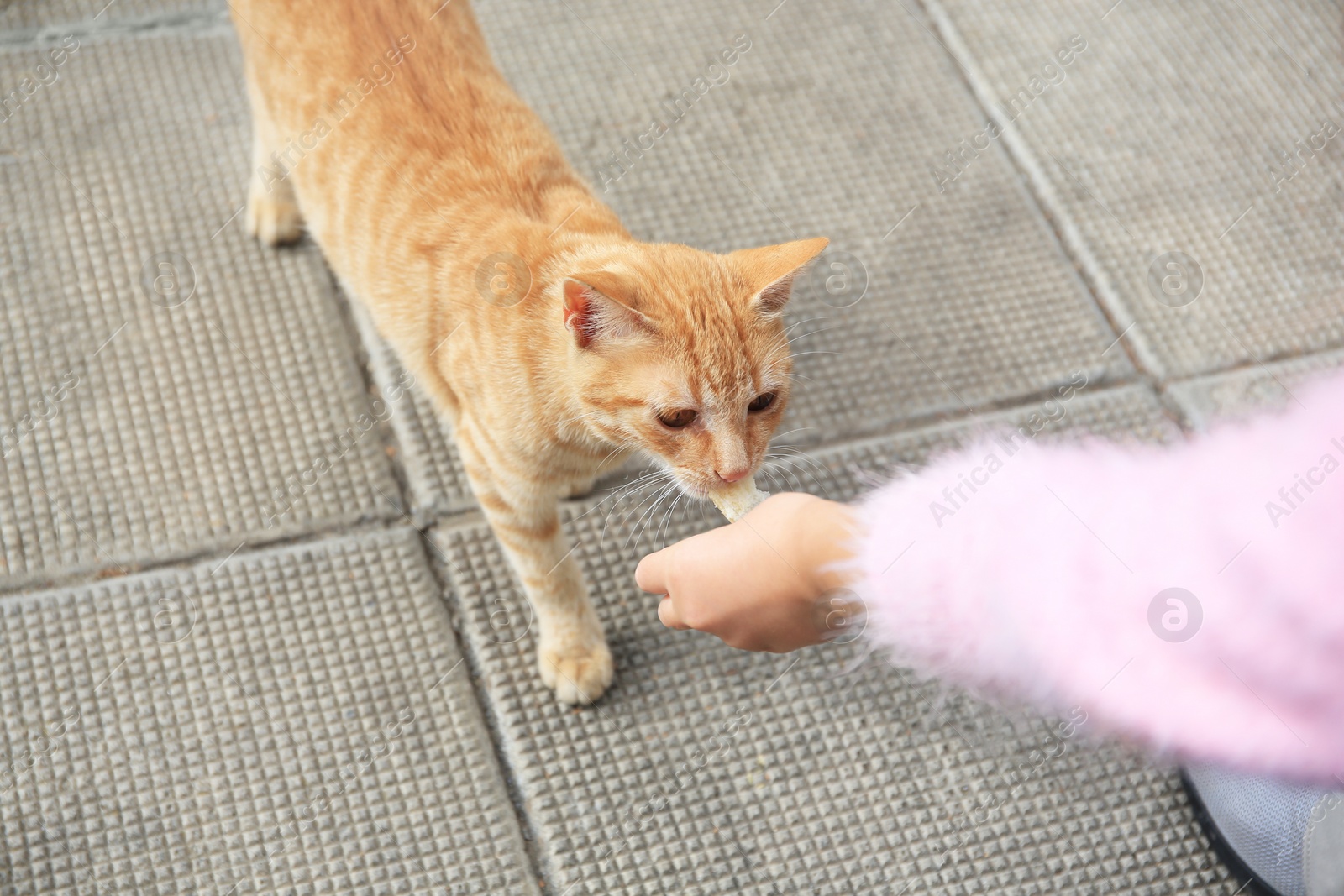 Photo of Woman feeding lonely stray cat on pavement, closeup. Homeless pet