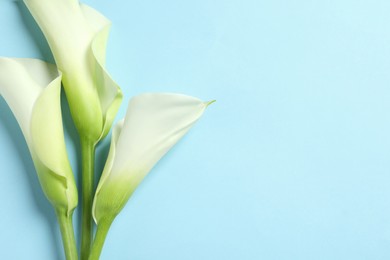 Photo of Beautiful calla lily flowers on light blue background, flat lay. Space for text