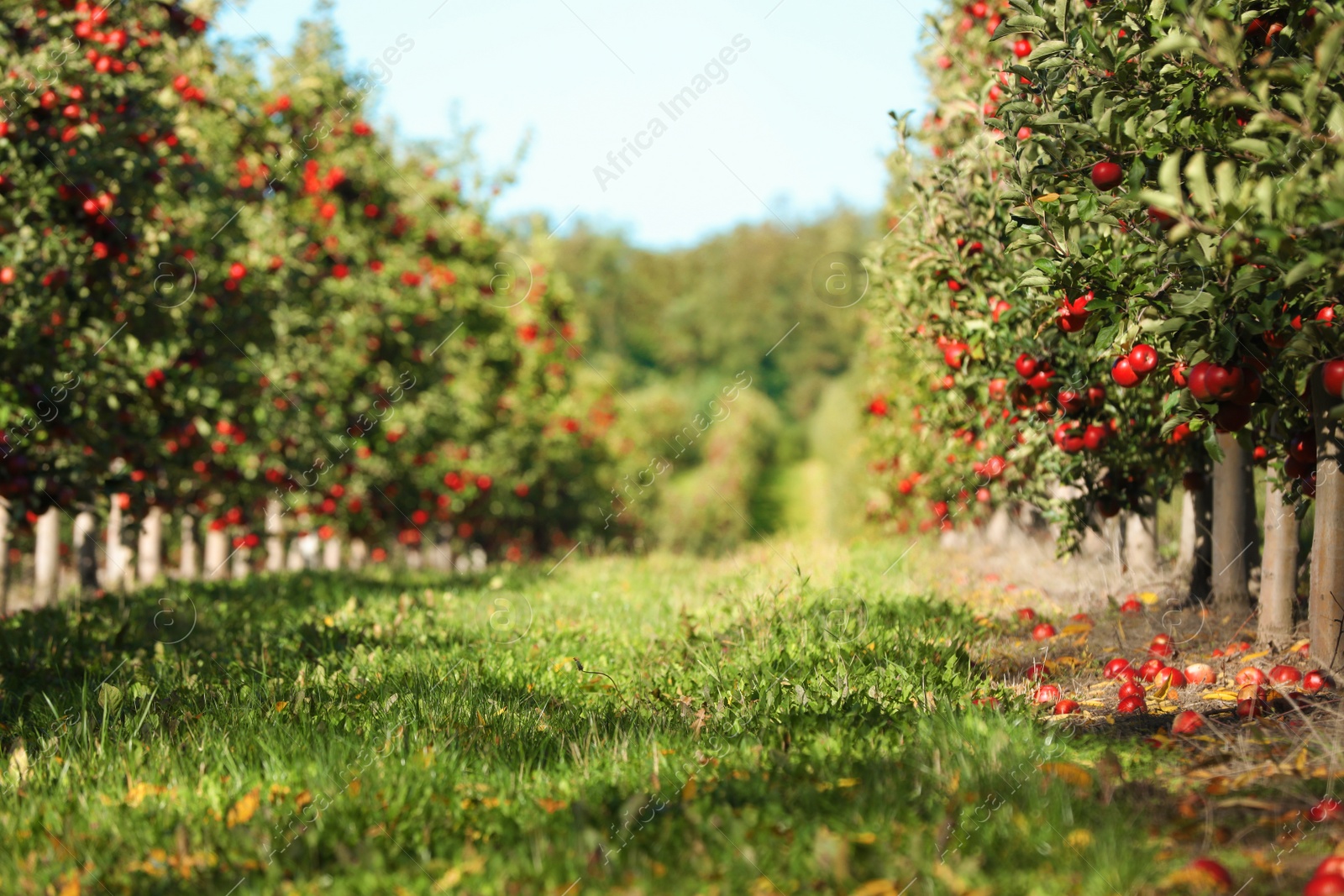 Photo of Beautiful view of apple orchard on sunny autumn day