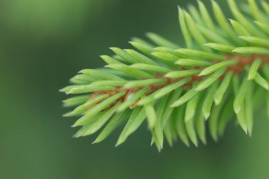 Branch of fir tree on blurred background, macro view