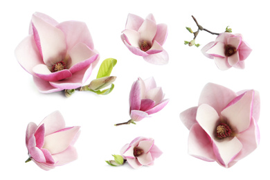 Set with beautiful magnolia flowers on white background. Spring blossom