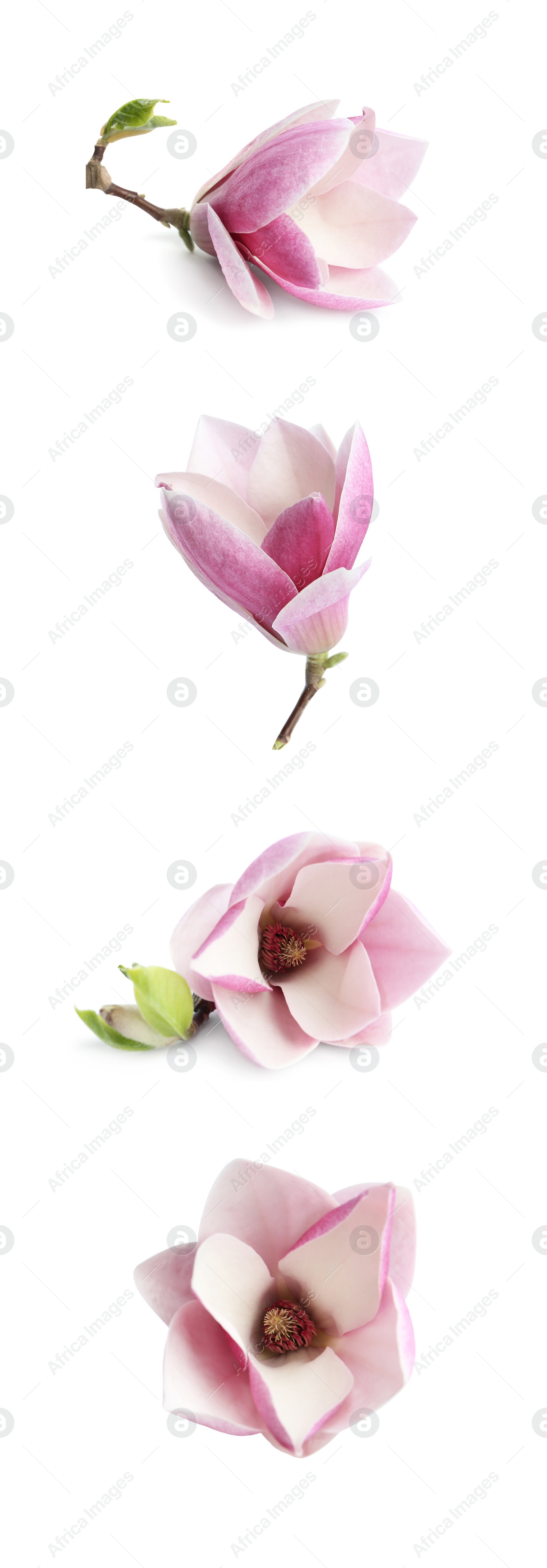 Image of Set with beautiful magnolia flowers on white background. Spring blossom