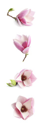 Set with beautiful magnolia flowers on white background. Spring blossom