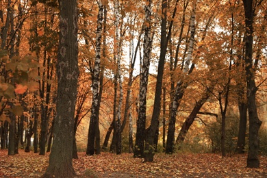 Beautiful view of forest on autumn day