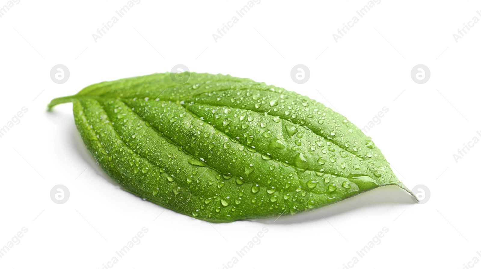 Photo of Green leaf with dew on white background