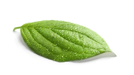 Photo of Green leaf with dew on white background