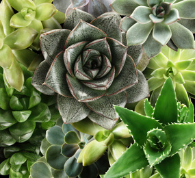 Different beautiful succulents as background, top view