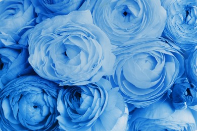 Image of Beautiful light blue ranunculus flowers as background, top view