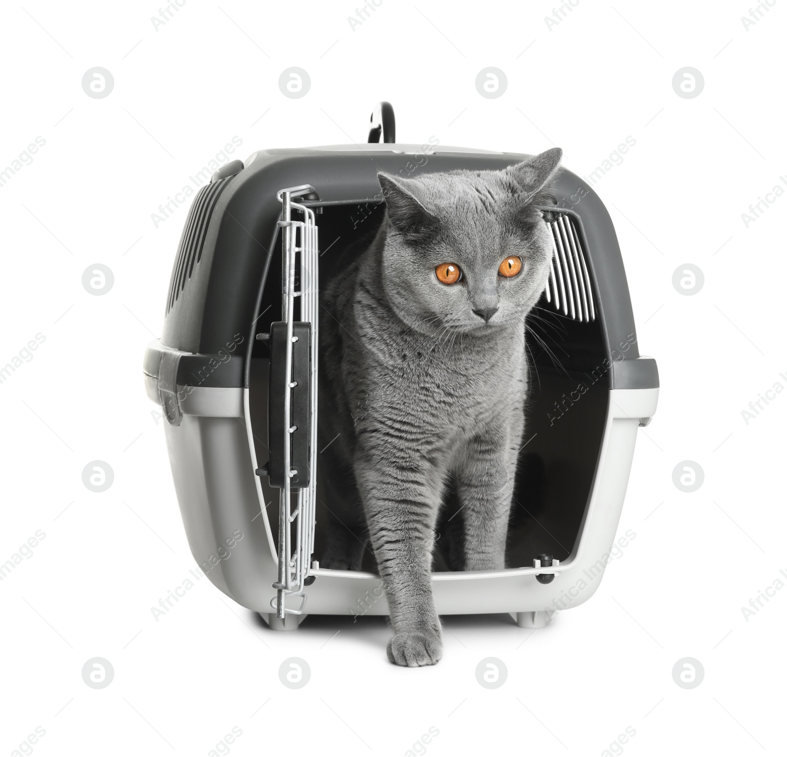 Photo of Adorable grey British Shorthair cat inside carrier on white background