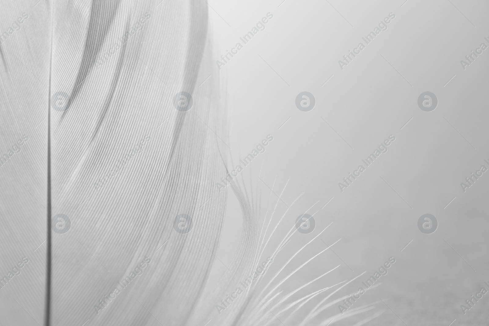 Photo of Fluffy bird feather on white background, closeup. Space for text