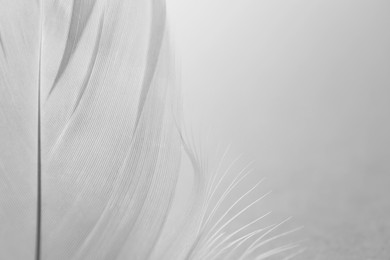 Photo of Fluffy bird feather on white background, closeup. Space for text