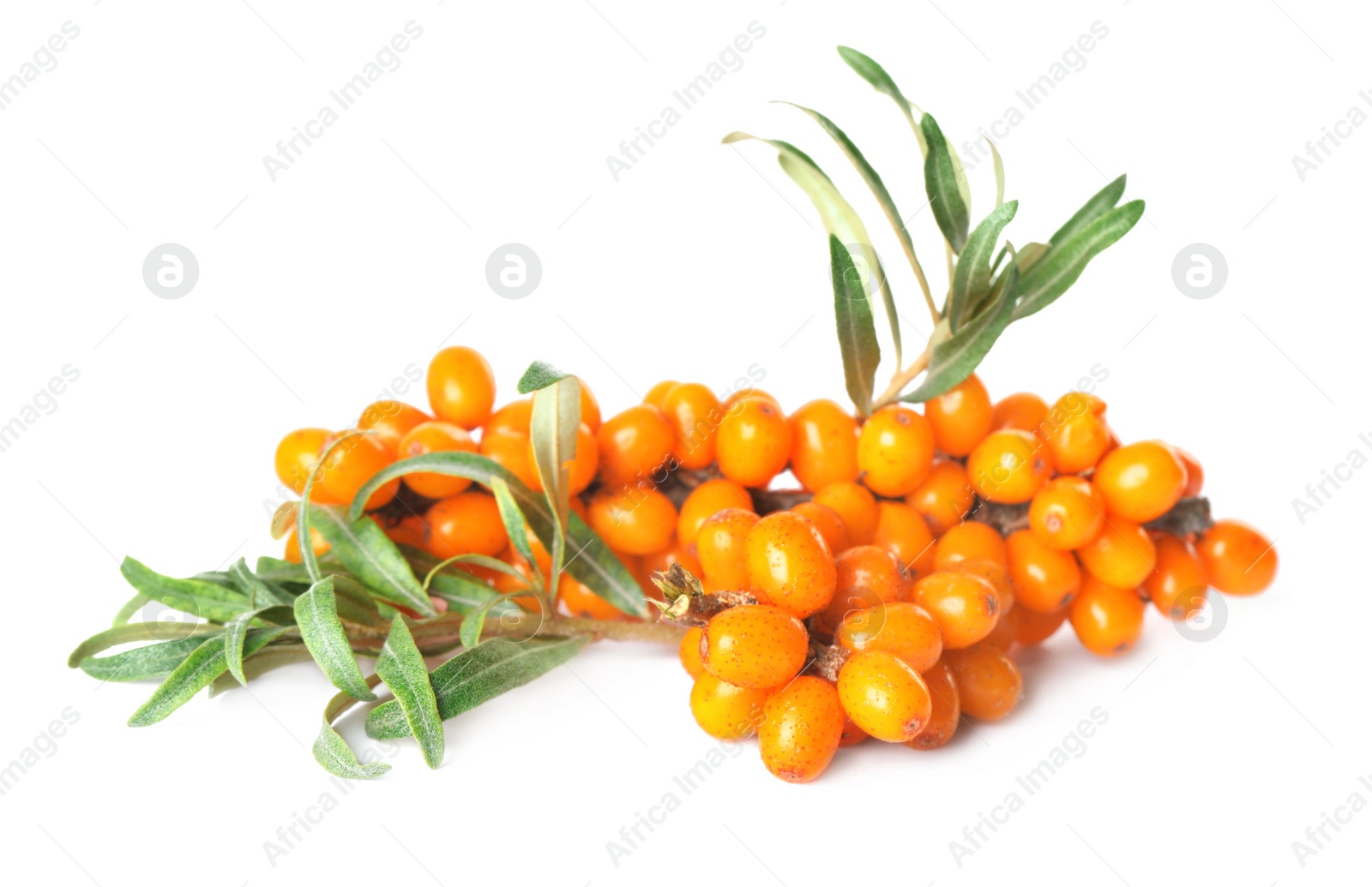 Photo of Sea buckthorn branch with ripe berries and leaves on white background