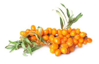 Photo of Sea buckthorn branch with ripe berries and leaves on white background