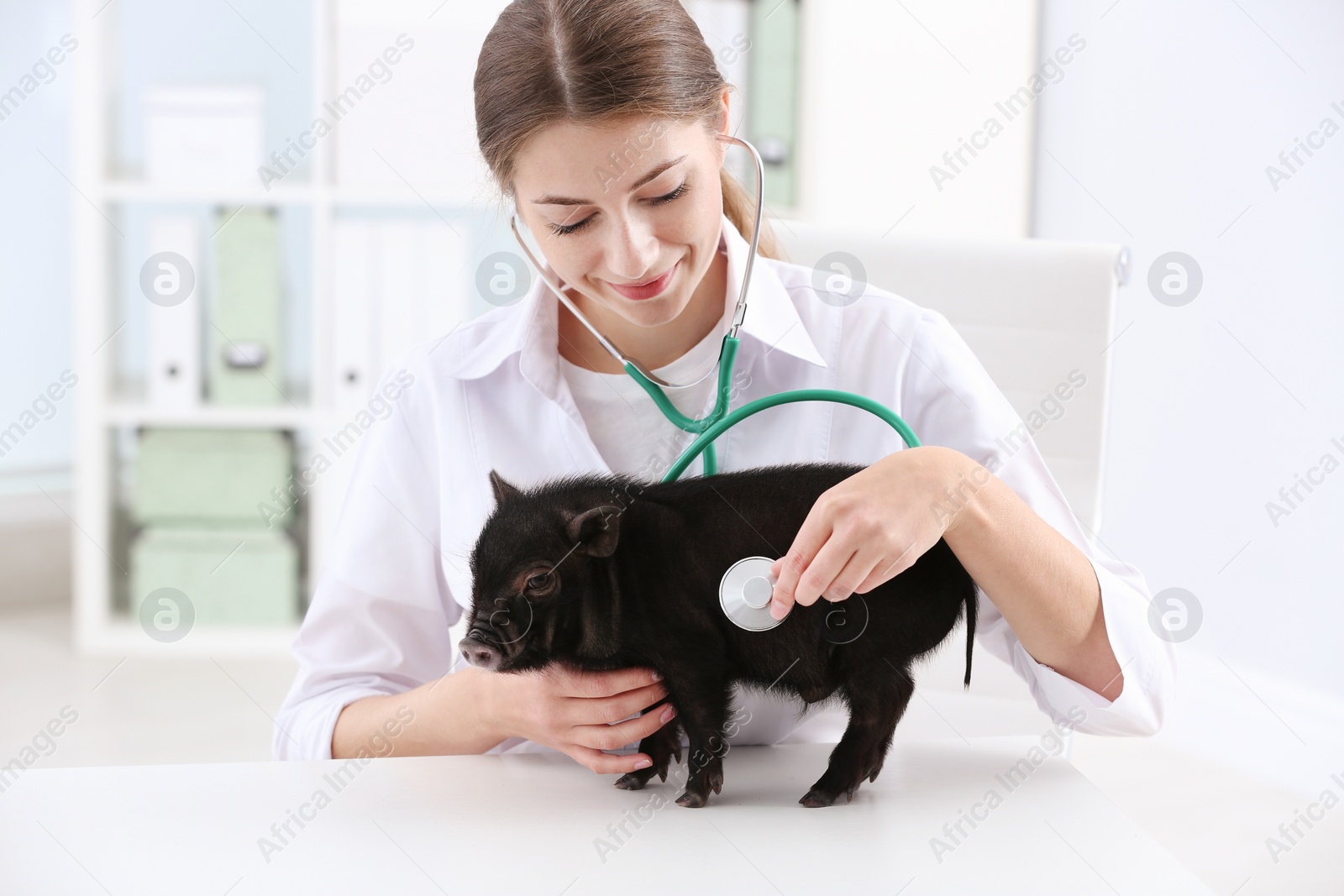 Photo of Female veterinarian examining cute mini pig in hospital