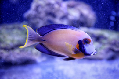 Photo of Beautiful surgeon fish in clear aquarium water