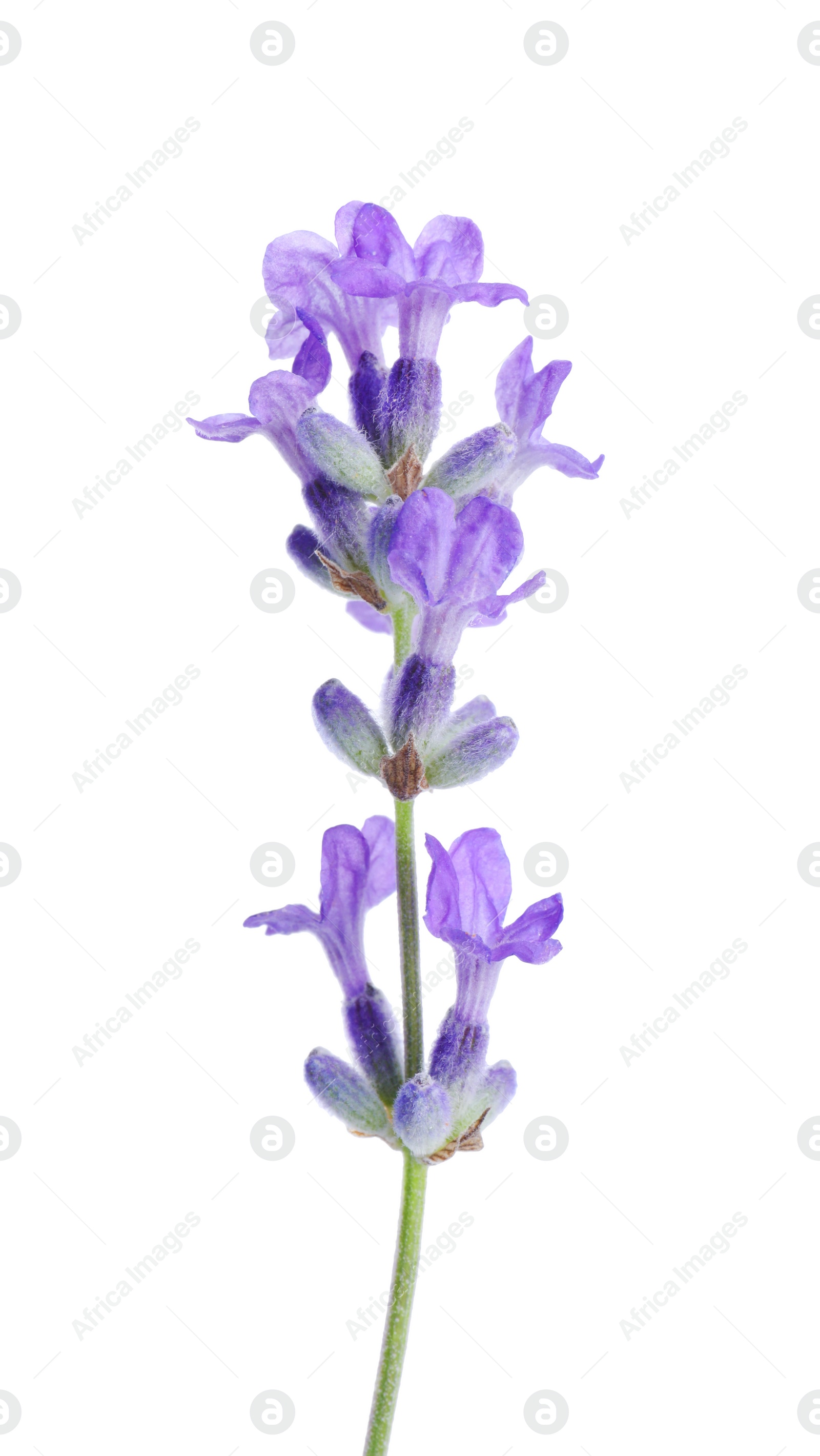 Photo of Beautiful blooming lavender flower isolated on white