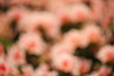 Photo of Blurred view of blooming azalea flowers, closeup. Tropical plant