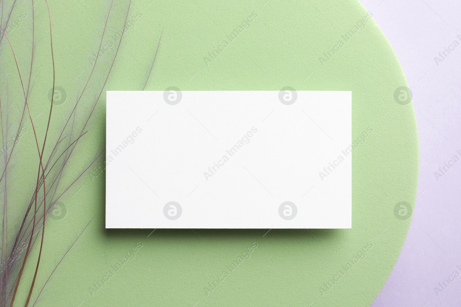 Photo of Empty business card, decorative podium and plant on white background, top view. Mockup for design