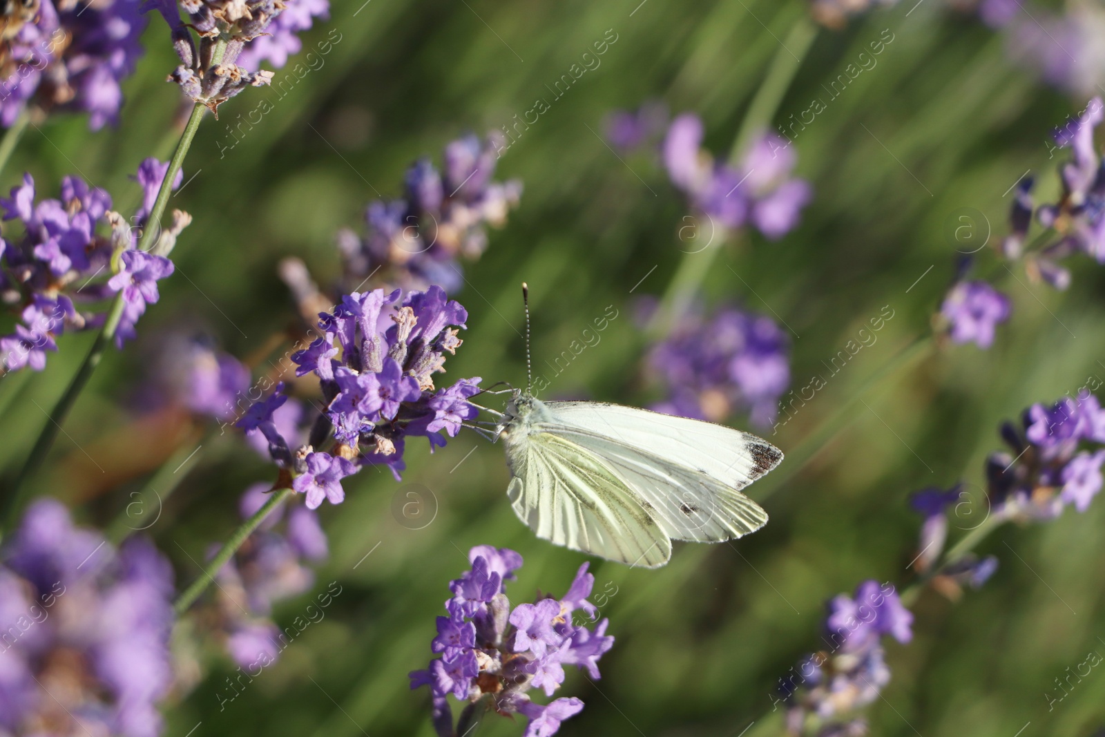 Photo of Beautiful butterfly in lavender field on sunny day, closeup