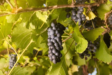 Photo of Ripe juicy grapes growing on branch in vineyard, closeup