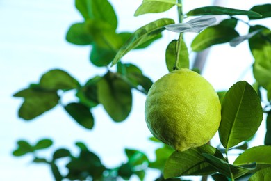 Photo of Unripe lemon growing on tree outdoors, closeup. Space for text