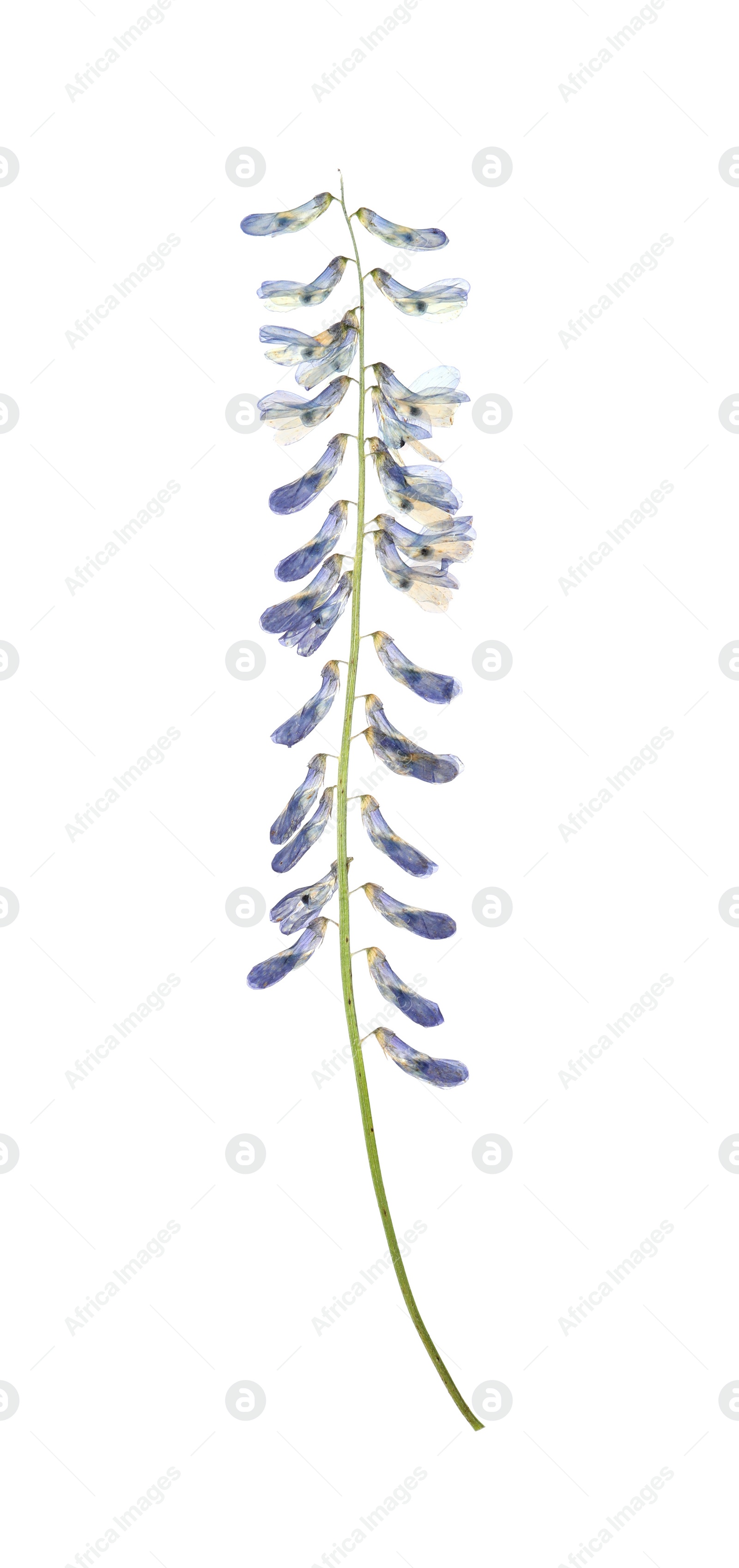 Photo of Wild dried meadow flower on white background