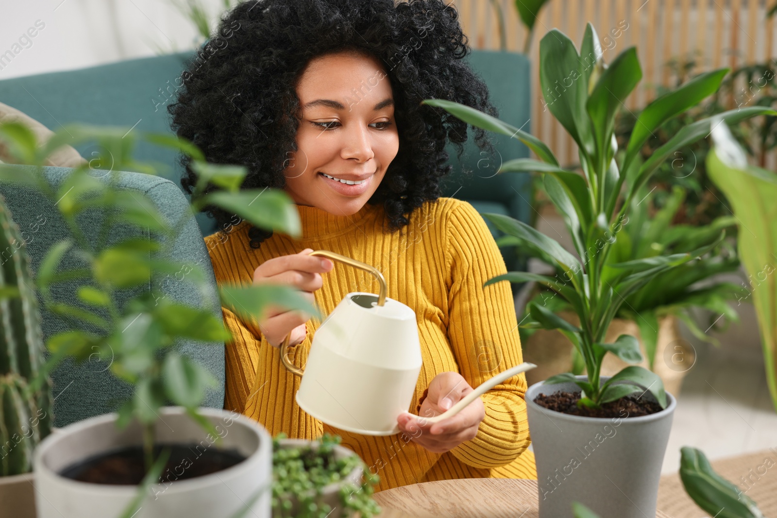 Photo of Woman watering beautiful potted houseplant at home